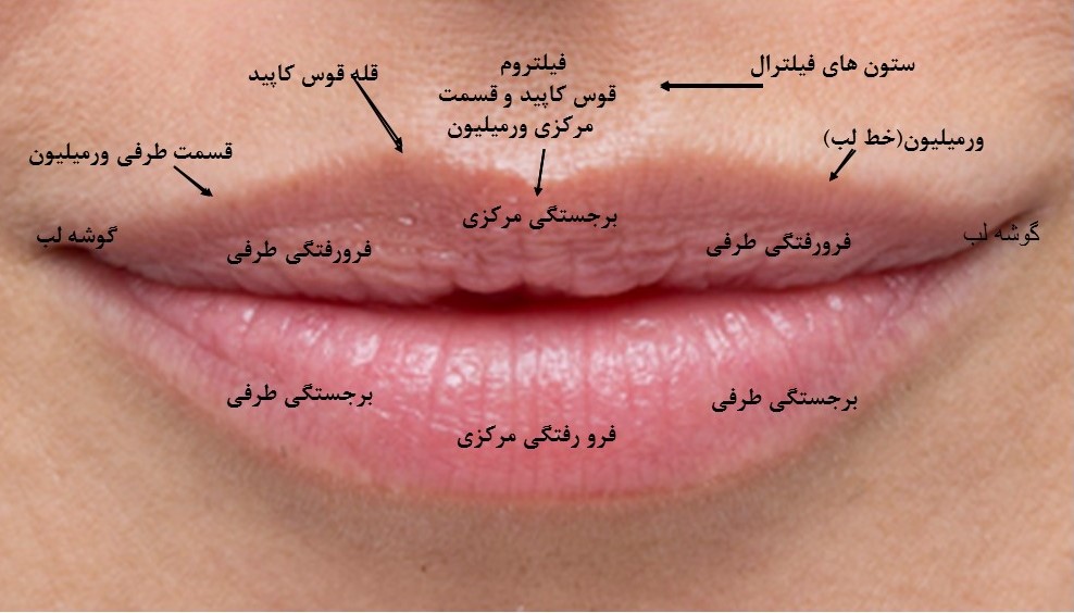 اجزای لب - زیبایی لب